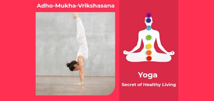 How to do Adho Mukha Vrikshasana, Its Benefits & Precautions