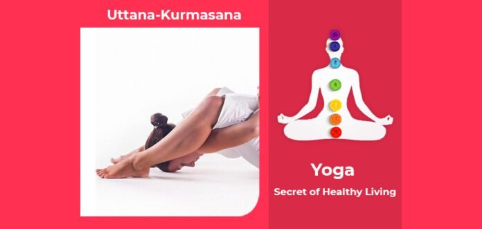 How to do Uttana Kurmasana, Its Benefits & Precautions