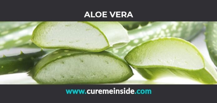 Aloe Vera: Health Benefits, Side Effects, Uses, Dosage, Interactions