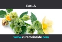 Bala: Health Benefits, Side Effects, Uses, Dosage, Interactions