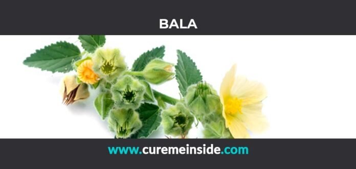 Bala: Health Benefits, Side Effects, Uses, Dosage, Interactions
