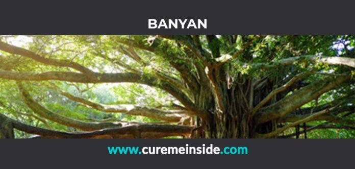 Banyan: Health Benefits, Side Effects, Uses, Dosage, Interactions