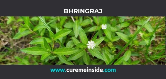 Bhringraj: Health Benefits, Side Effects, Uses, Dosage, Interactions