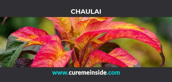 Chaulai: Health Benefits, Side Effects, Uses, Dosage, Interactions