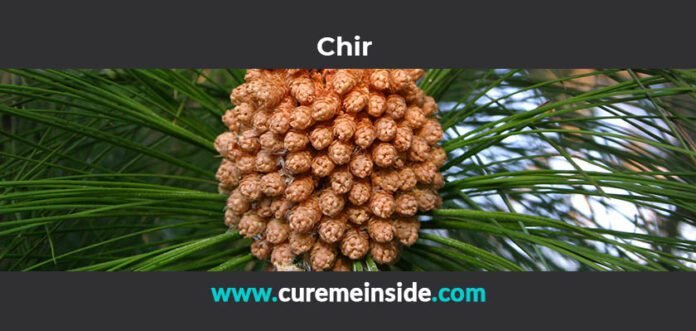 Chir: Health Benefits, Side Effects, Uses, Dosage, Interactions