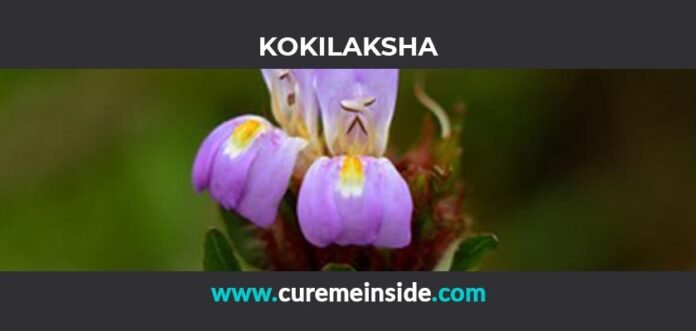 Kokilaksha: Health Benefits, Side Effects, Uses, Dosage, Interactions