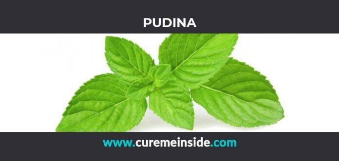 Pudina: Health Benefits, Side Effects, Uses, Dosage, Interactions