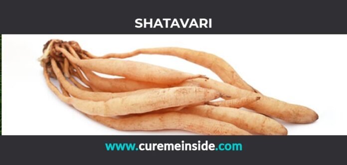 Shatavari: Health Benefits, Side Effects, Uses, Dosage, Interactions