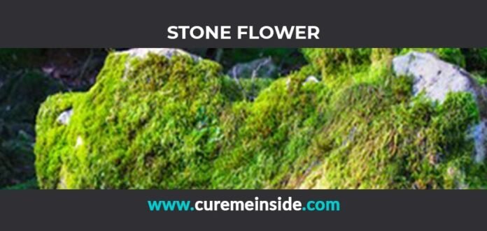 Stone Flower: Health Benefits, Side Effects, Uses, Dosage, Interactions