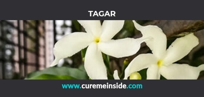 Tagar: Health Benefits, Side Effects, Uses, Dosage, Interactions