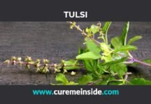 Tulsi: Health Benefits, Side Effects, Uses, Dosage, Interactions