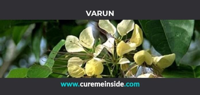 Varun: Health Benefits, Side Effects, Uses, Dosage, Interactions