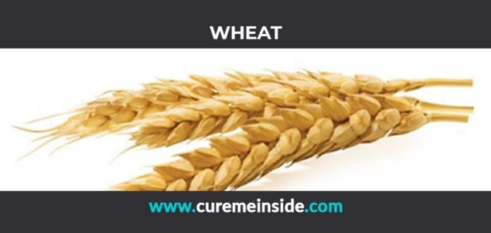 Wheat Germ: Health Benefits, Side Effects, Uses, Dosage, Interactions