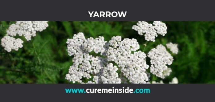 Yarrow: Health Benefits, Side Effects, Uses, Dosage, Interactions